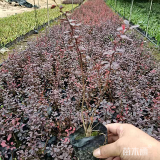 高度25厘米红叶小檗小苗