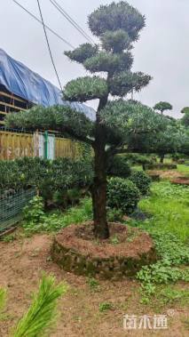 移栽苗造型罗汉松