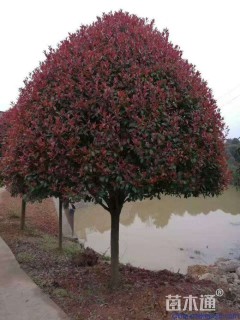 冠幅300厘米红叶石楠球