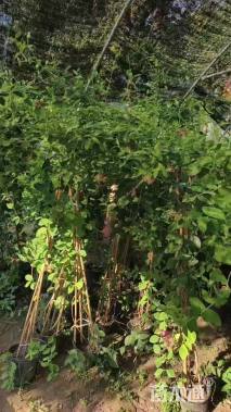 180厘米金银花