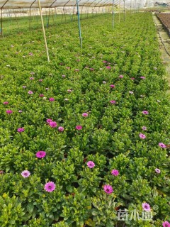 高度20厘米南非万寿菊