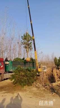 高度400厘米黑松