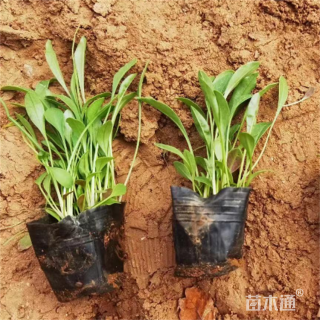 高度16厘米精品大花金鸡菊