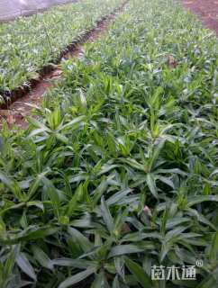 高度20厘米金心百合竹