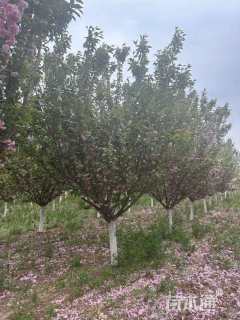 10公分日本晚樱