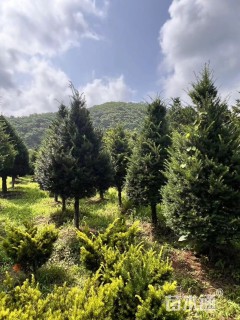 10公分东北红豆杉