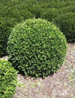 冠幅120厘米瓜子黄杨球