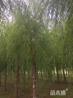 18公分垂柳