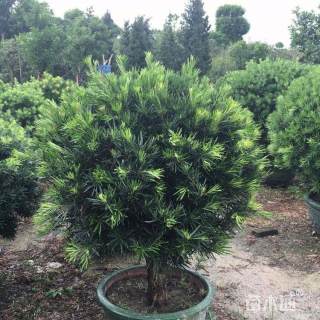 冠幅50厘米罗汉松球