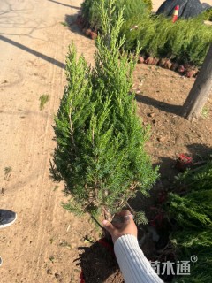 高度80厘米蜀桧