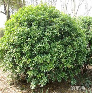 冠幅200厘米海桐球