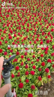 高度30厘米一支笔