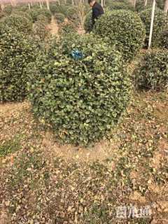 冠幅120厘米卫矛球