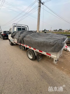 高度30厘米毛鹃