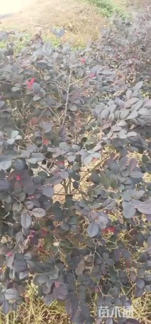 高度10厘米红花继木