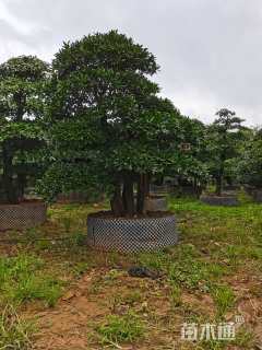 高度2.2厘米金弹子