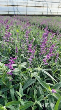 高度15厘米墨西哥鼠尾草