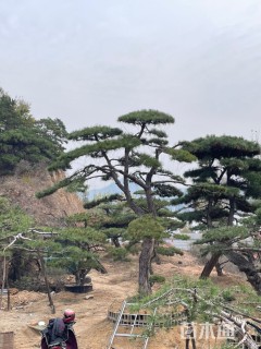 20公分造型油松