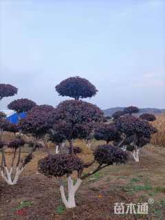 10公分造型红叶李