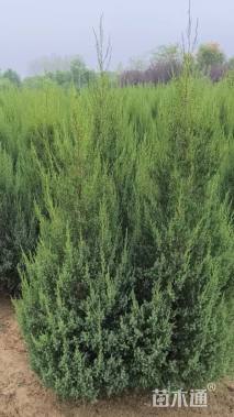 高度160厘米北京桧