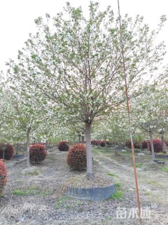 25公分高杆早樱