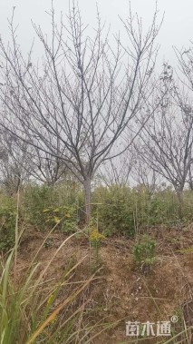 原生苗日本晚樱