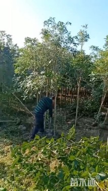 3公分桂花