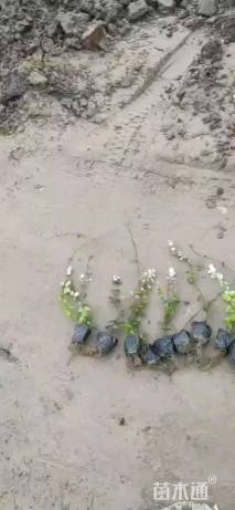 20厘米花叶络石