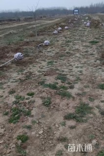 4公分樱花