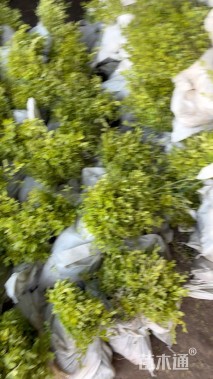 大杯苗亮晶女贞小苗