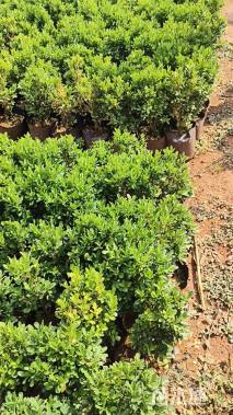 高度40厘米瓜子黄杨