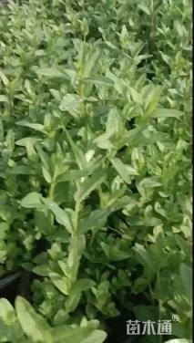 高度5厘米千屈菜