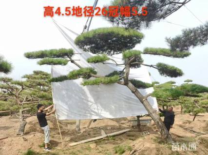 26公分造型黑松