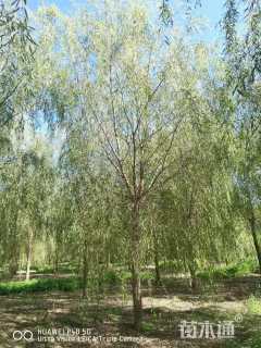 18公分青皮垂柳