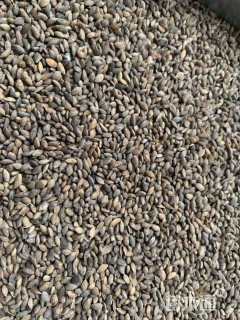 高度1厘米马尾松