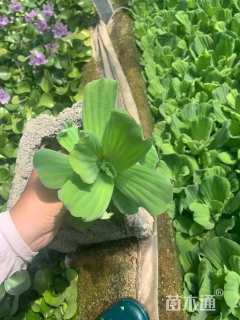 高度15厘米水葫芦