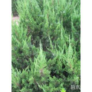 高度60厘米龙柏小苗