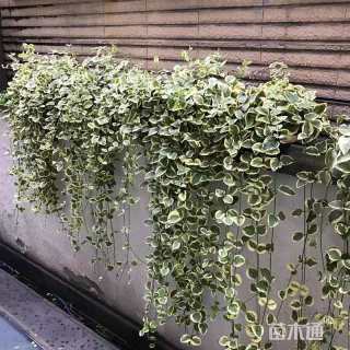 高度80厘米花叶蔓长春