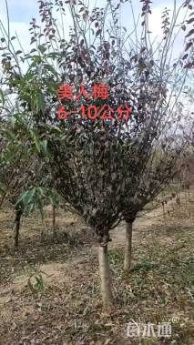 10公分红梅