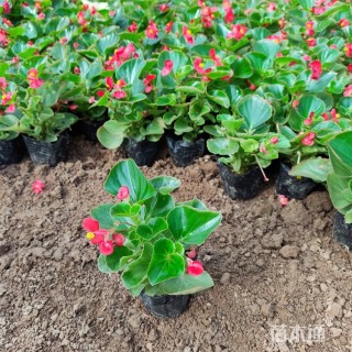 高度10厘米四季海棠