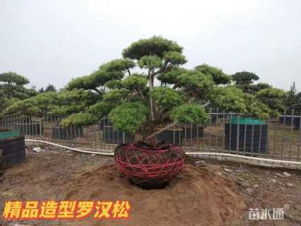 移栽苗造型罗汉松
