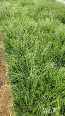 高度15厘米小兔子狼尾草