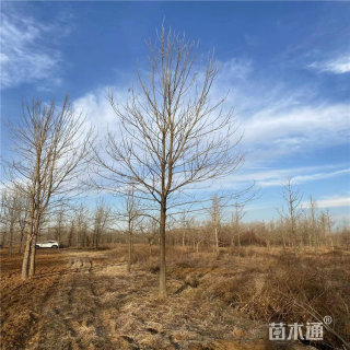 20公分白蜡