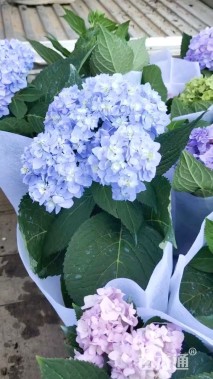 高度50厘米八仙花