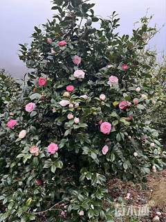 高度200厘米茶花
