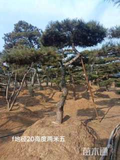 25公分造型松