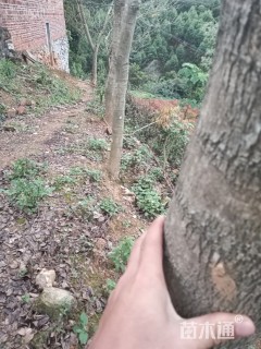 18公分海南黄花梨