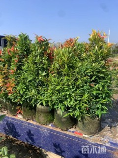 高度50厘米红车