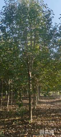 14公分二乔玉兰