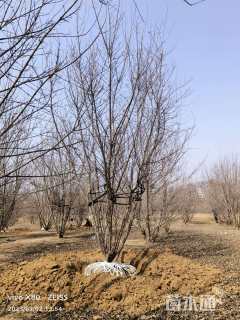 高度400厘米丛生五角枫